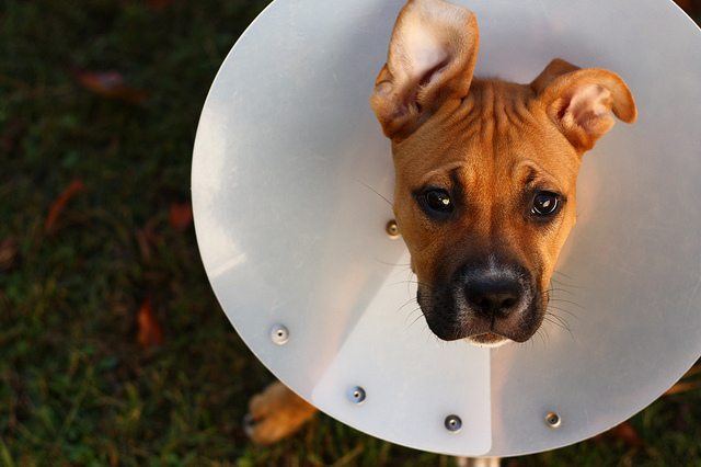 Praise process and not product to keep your child from the cone of shame. Image: Flickr/Aidras
