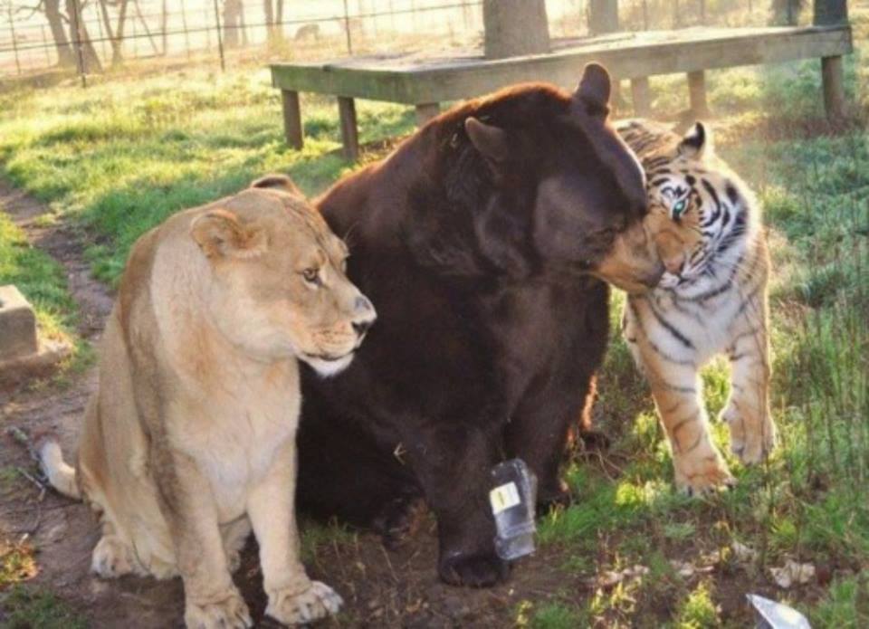 This bear, lion, and tiger combo is lovingly referred to as "BLT" and they have lived together since they were cubs. They have lived in the Noah's Ark facility for over twelve years. They are the most popular exhibit, and the only trio of it's kind in the world.