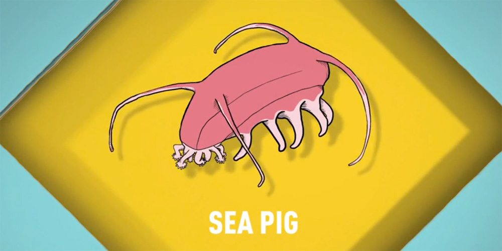 Sea Pig