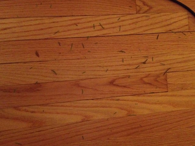 The floors after vacuuming using the hardwood setting on the Soniclean. Photo by Corrina Lawson