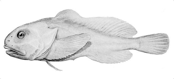 a blobfish swimming