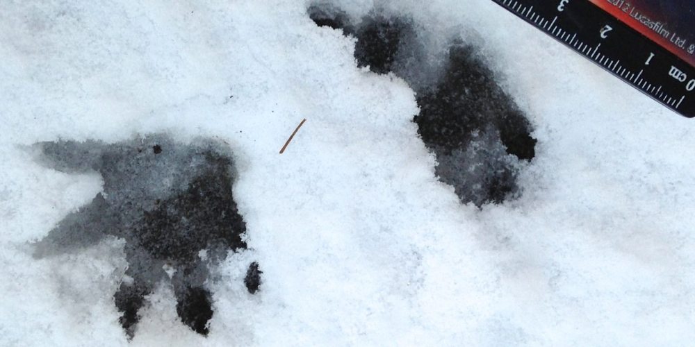 possum tracks in snow