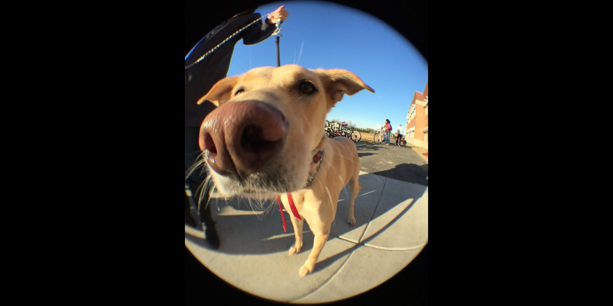 A dog closeup with the fisheye lens, resulting in exaggerated perspective on its face.