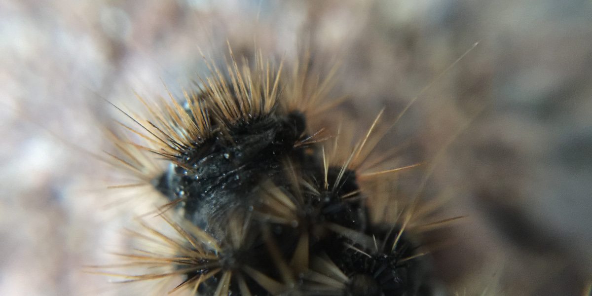 Macro photo of a caterpillar, showing its hair to be spines.