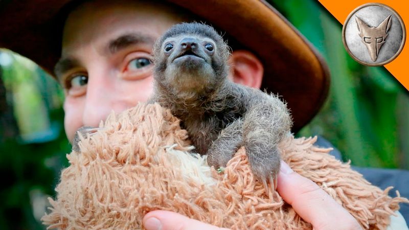 Coyote Peterson and a Baby Sloth