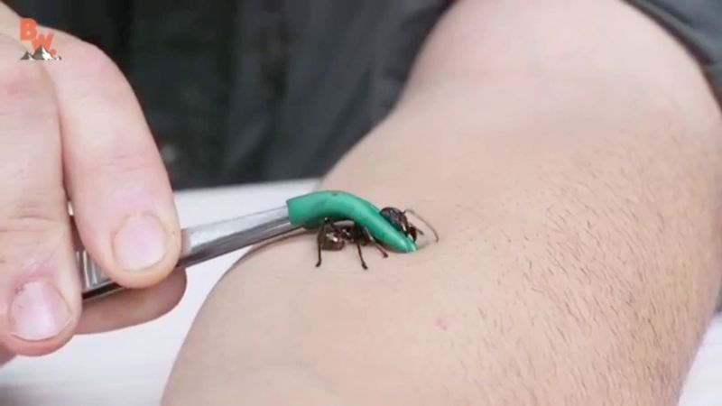 Coyote Peterson Bullet Ant