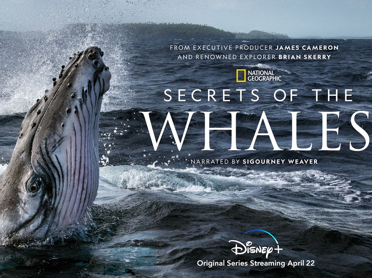 Secrets of Whales title