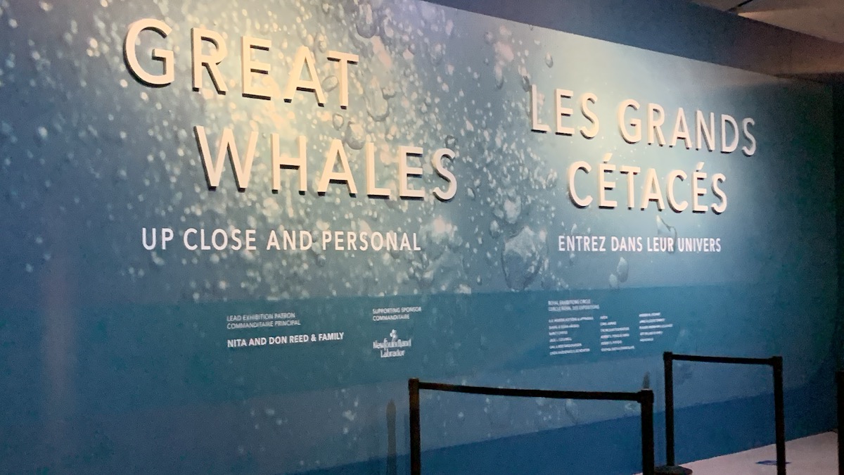 Great Whales: Up Close and Personal