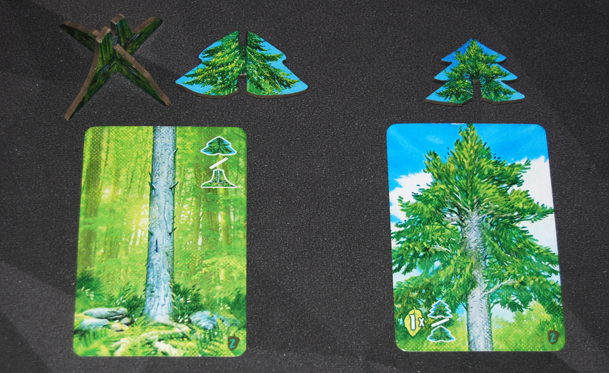 Canopy: Evergreen tree cards